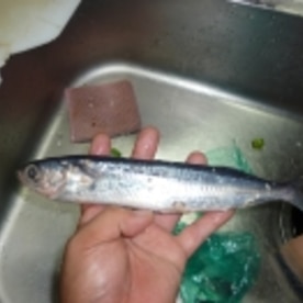 塩麹de旬トビウオの塩焼き レシピ 作り方 By Tententen48 楽天レシピ 塩麹de旬トビウオの塩焼き レシピ 作り方 By Tententen48 楽天レシピ